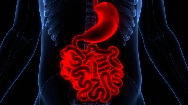 Estómago Del Sistema Digestivo Humano Con Anatomía Del Intestino Delgado — Foto de Stock