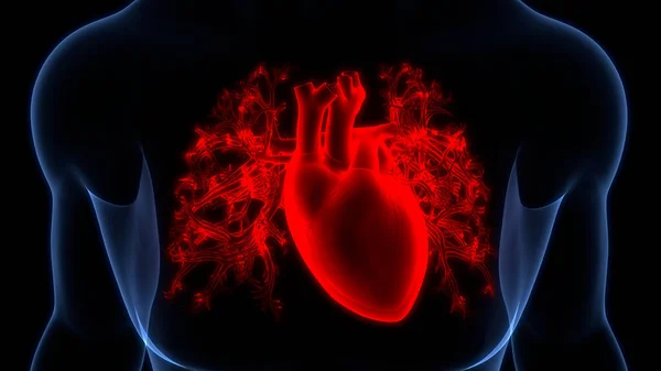 Human Circulatory System Heart Anatomy. 3D