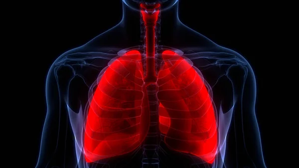 Human Respiratory System Lungs Anatomy — стокове фото