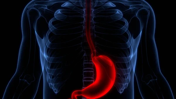 Anatomie Des Menschlichen Verdauungsorgans Leber — Stockfoto