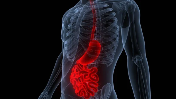Estómago Del Sistema Digestivo Humano Con Anatomía Del Intestino Delgado —  Fotos de Stock