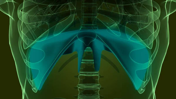 Mänskligt Membran Anatomi Illustration — Stockfoto