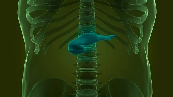 Människans Inre Organ Bukspottkörtel Anatomi Tredimensionell — Stockfoto