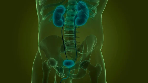 Nsan Organları Idrar Sistemi Anatomisi Boyut — Stok fotoğraf