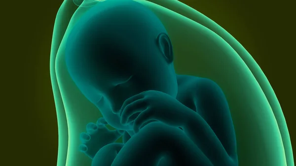 Людина Fetus Baby Womb Anatomy — стокове фото