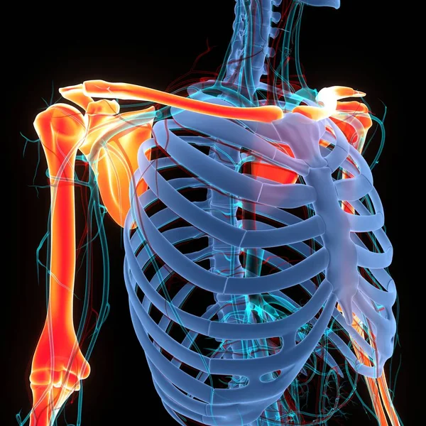 Lidská Kostní Soustava Kosti Ruce Klouby Anatomie Ilustrace — Stock fotografie