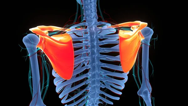 Ludzki System Szkieletowy Pectoral Shoulders Girdle Bones Stawy Anatomia — Zdjęcie stockowe