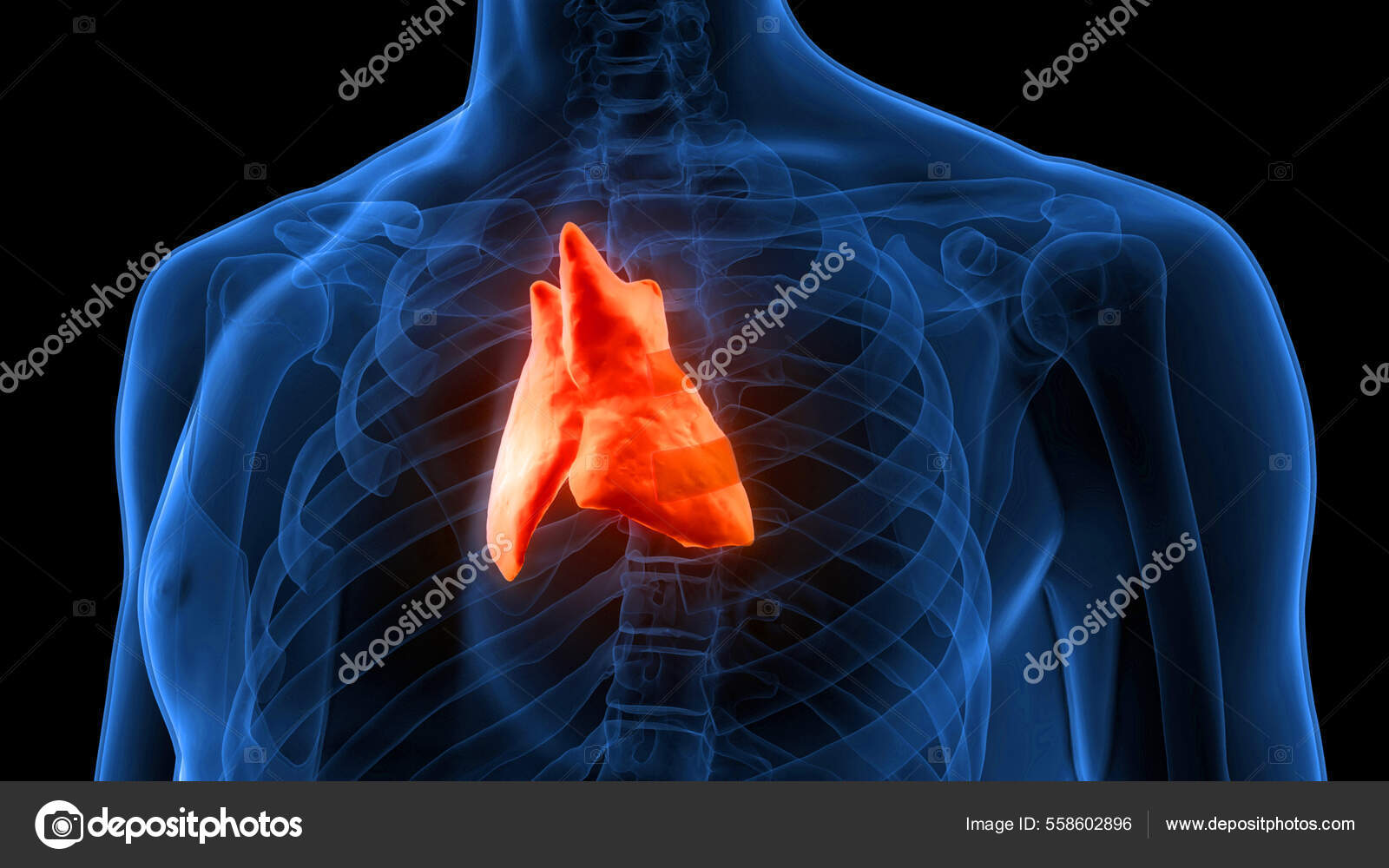 Human Glands Thymus Gland Anatomy image libre de droit par magicmine
