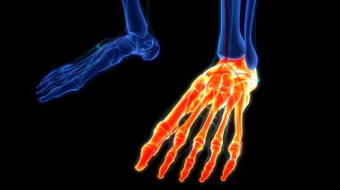 İnsan iskelet sistemi ayak kemiği eklemleri anatomisi. Üç Boyut