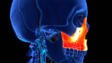 İnsan İskelet Sistemi Kafatası Kemiği Maksimum Anatomi Parçaları. Üç Boyut