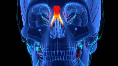 İnsan İskelet Sistemi Kafatası Kemiği Burun Kemiği Anatomisi. Üç Boyut