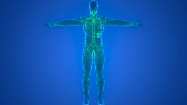 İnsan iç sistemi lenf düğümleri anatomisi. Üç Boyut
