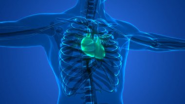 İnsan Dolaşım Sistemi Kalp Anatomisi. Üç Boyut