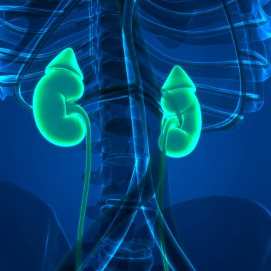 İnsan İdrar Sistemi Böbrekleri Anatomisi. Üç Boyut