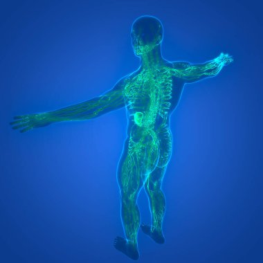 İnsan iç sistemi lenf düğümleri anatomisi. Üç Boyut