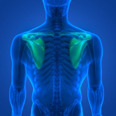 İnsan iskelet sistemi Göğüs Korsesi Eklemleri Anatomisi. Üç Boyut