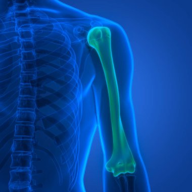 İnsan iskelet anatomisi (Humerus Bones). 3d