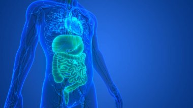 İnsan Sindirim Sistemi Anatomisi. Üç Boyut
