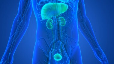 İnsan İç Sindirim Organı Karaciğeri ve İdrar Sistemi Anatomisi. Üç Boyut