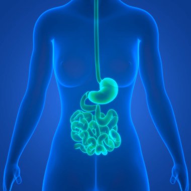 İnce bağırsak anatomisi olan insan sindirim sistemi midesi. Üç Boyut