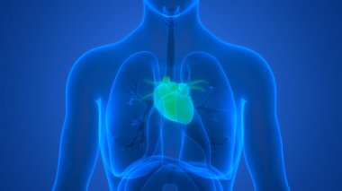 İnsan Dolaşım Sistemi Kalp Anatomisi. Üç Boyut