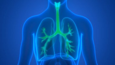 İnsan Solunum Sistemi Akciğerleri Anatomisi. Üç Boyut