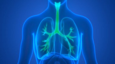 İnsan Solunum Sistemi Akciğerleri Anatomisi. Üç Boyut