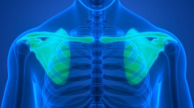 İnsan iskelet sistemi Göğüs Korsesi Eklemleri Anatomisi. Üç Boyut