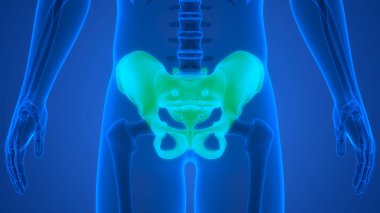 İnsan iskelet sistemi kalça eklemi anatomisi. Üç Boyut