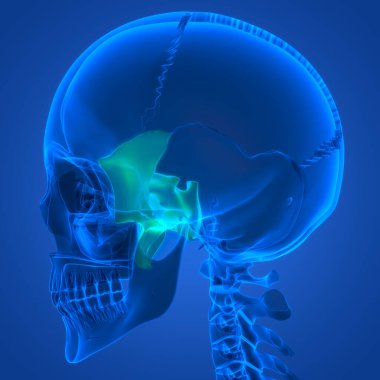 İnsan İskelet Sistemi Kafatası Kemik Sfenoid Kemik Parçaları Anatomisi. Üç Boyut