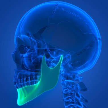 İnsan İskelet Sistemi Kafatası Kemiği Alt Çene Anatomisi. Üç Boyut