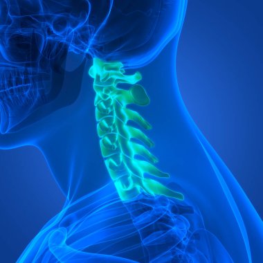 Omurilik Anatomisi (Servikal Omurga). 3D - Görüntü