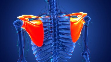İnsan iskelet sistemi Göğüs Korsesi Eklemleri Anatomisi. Üç Boyut