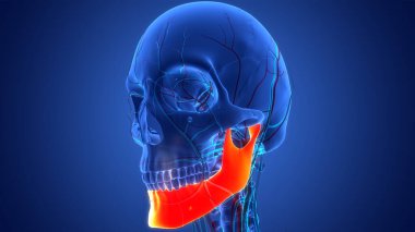 İnsan İskelet Sistemi Kafatası Kemiği Alt Çene Anatomisi. Üç Boyut