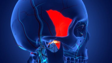 İnsan İskelet Sistemi Kafatası Kemik Sfenoid Kemik Parçaları Anatomisi. Üç Boyut