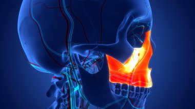 İnsan İskelet Sistemi Kafatası Kemiği Maksimum Anatomi Parçaları. Üç Boyut