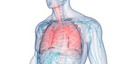 İnsan Solunum Sistemi Akciğerleri Anatomisi. Üç Boyut