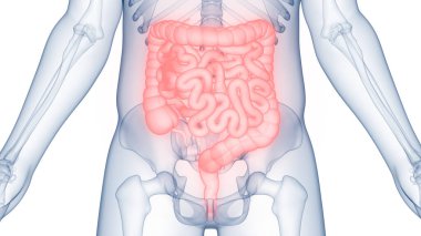 İnsan Sindirim Sistemi Anatomisi. Üç Boyut