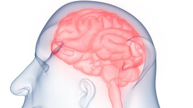 İnsan Merkezi Sinir Sistemi Beyin Anatomisi. 3d