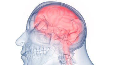 İnsan Merkezi Sinir Sistemi Beyin Anatomisi. 3d