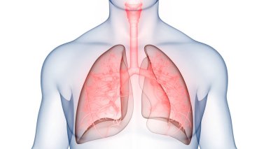 İnsan Solunum Sistemi Akciğerleri Anatomisi. Üç Boyut