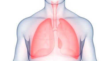İnsan Solunum Sistemi Akciğerleri Anatomisi. Üç Boyut