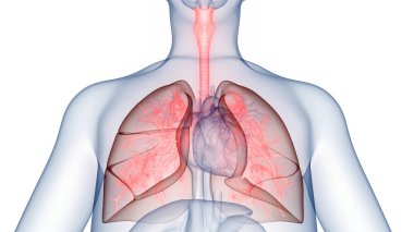 İnsan Solunum Sistemi Akciğerleri Anatomisi. Üç Boyut