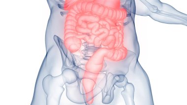 İnsan Sindirim Sistemi Anatomisi. Üç Boyut