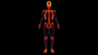 İnsan Merkezi Sinir Sistemi Beyin Anatomisi. 3d