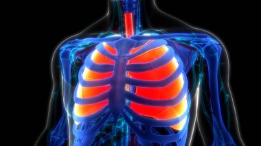 İnsan Solunum Sistemi Akciğerleri Anatomisi. Üç Boyut