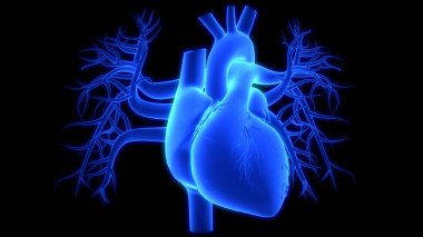İnsan Dolaşım Sistemi Kalp Anatomisi. Üç Boyut