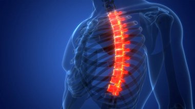 İnsan İskelet Sistemi Anatomisi 'nin Omurilik Kolonu Thorasic Omurgası. Üç Boyut