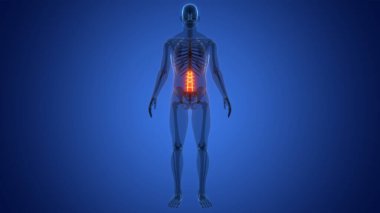 İnsan İskelet Sistemi Anatomisi 'nin omurga omurgası bel omuru omurgası. Üç Boyut