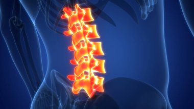 İnsan İskelet Sistemi Anatomisi 'nin omurga omurgası bel omuru omurgası. Üç Boyut